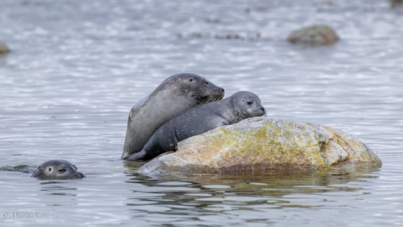 OTL04-25, Day 6, Seals © Martin Anstee - Oceanwide Expeditions.jpg