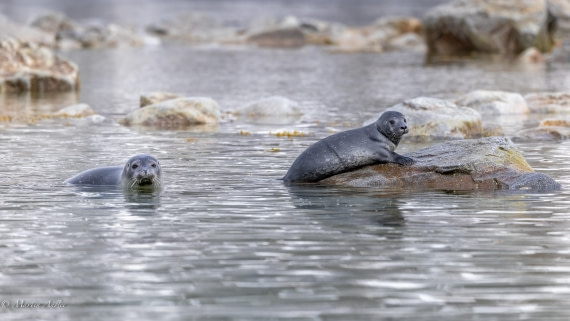 OTL04-25, Day 6, Seals 2 © Martin Anstee - Oceanwide Expeditions.jpg