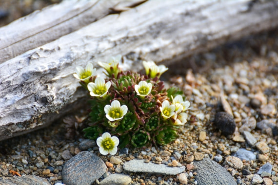 OTL04-25, Day 7, _DSC0949 © Unknown photographer - Oceanwide Expeditions.jpg