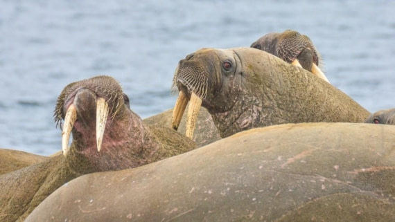 OTL04-25, Day 7, Picture5 © Unknown photographer - Oceanwide Expeditions.jpg