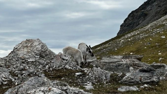 PLA05-25, Day 7, Alkhornet 3 © Unknown photographer - Oceanwide Expeditions.jpg