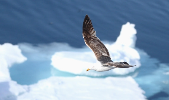HDS04-25, Day 5, IMG_1040 © Unknown photographer - Oceanwide Expeditions.JPG