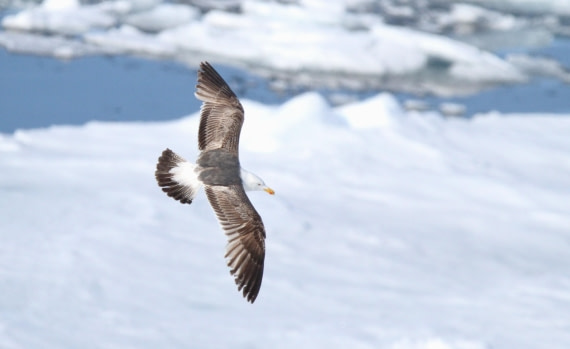 HDS04-25, Day 5, IMG_1053 © Unknown photographer - Oceanwide Expeditions.JPG