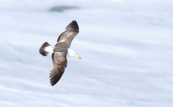 HDS04-25, Day 5, IMG_1057 © Unknown photographer - Oceanwide Expeditions.JPG