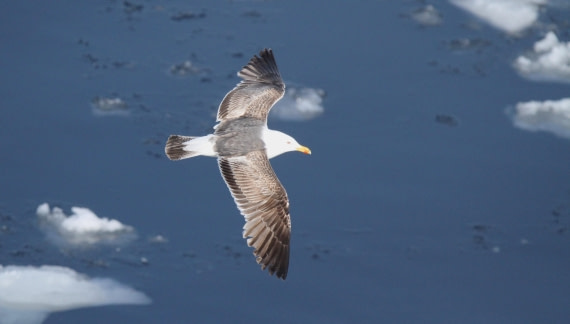 HDS04-25, Day 5, IMG_1081 © Unknown photographer - Oceanwide Expeditions.JPG