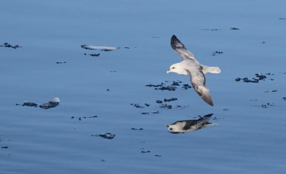 HDS04-25, Day 5, IMG_1104 © Unknown photographer - Oceanwide Expeditions.JPG