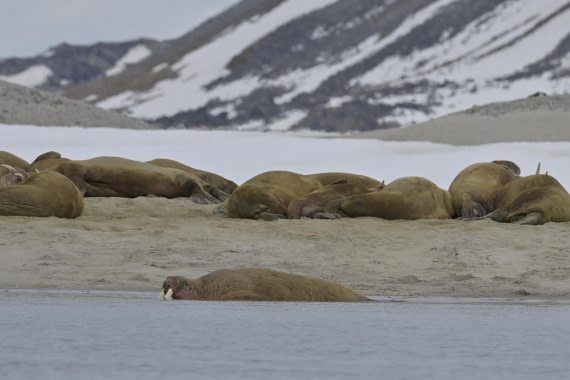 HDS04-25, Day 2, _DSC2919 © Philipp Konietzko - Oceanwide Expeditions.jpg