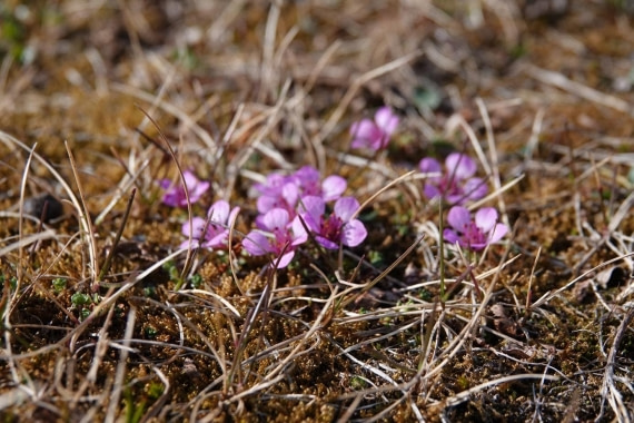 HDS04-25, Day 3, Flora © Unknown photographer - Oceanwide Expeditions.jpg