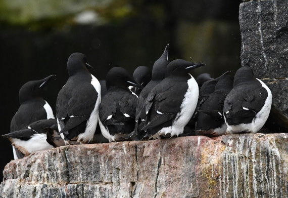 HDS04-25, Day 4, Brunnichs guillemots © Unknown photographer - Oceanwide Expeditions.jpg