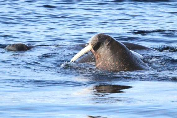 HDS04-25, Day 5, IMG_0170 © Unknown photographer - Oceanwide Expeditions.JPG