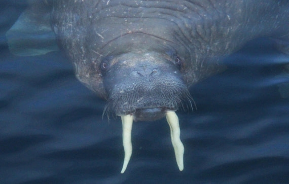 HDS04-25, Day 5, IMG_0221 © Unknown photographer - Oceanwide Expeditions.JPG