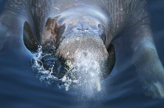 HDS04-25, Day 5, IMG_0222 © Unknown photographer - Oceanwide Expeditions.JPG
