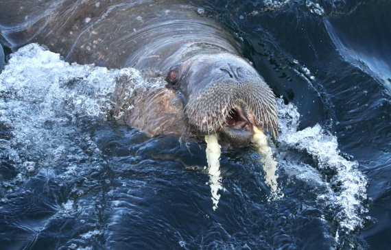 HDS04-25, Day 5, IMG_0226 © Unknown photographer - Oceanwide Expeditions.JPG