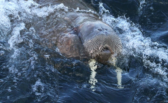 HDS04-25, Day 5, IMG_0228 © Unknown photographer - Oceanwide Expeditions.JPG