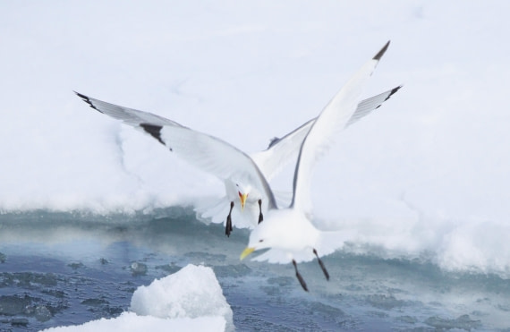 HDS04-25, Day 5, IMG_0278 © Unknown photographer - Oceanwide Expeditions.JPG