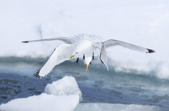 HDS04-25, Day 5, IMG_0279 © Unknown photographer - Oceanwide Expeditions.JPG
