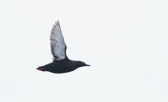 HDS04-25, Day 5, IMG_0378 © Unknown photographer - Oceanwide Expeditions.JPG