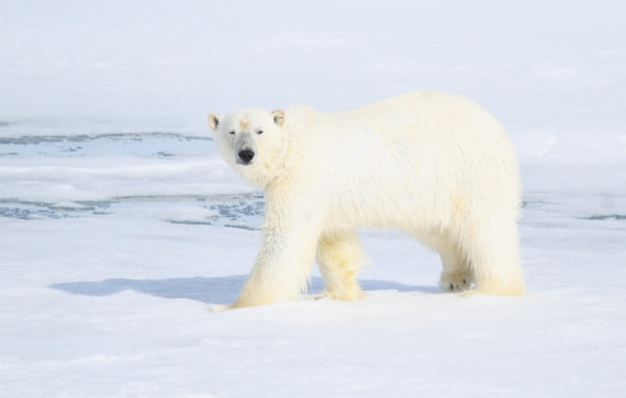 HDS04-25, Day 5, IMG_0501 © Unknown photographer - Oceanwide Expeditions.JPG