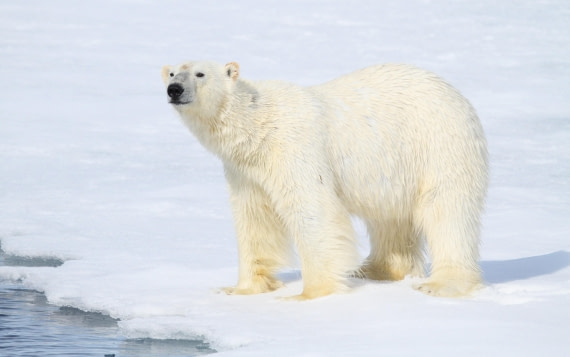HDS04-25, Day 5, IMG_0551 © Unknown photographer - Oceanwide Expeditions.JPG