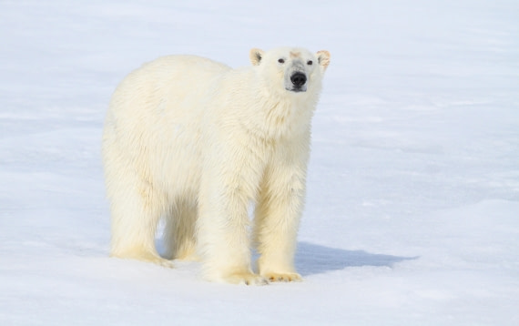 HDS04-25, Day 5, IMG_0573 © Unknown photographer - Oceanwide Expeditions.JPG