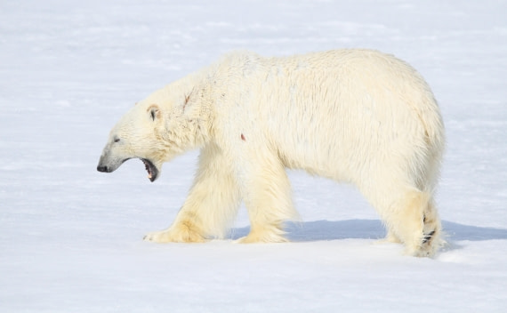 HDS04-25, Day 5, IMG_0597 © Unknown photographer - Oceanwide Expeditions.JPG