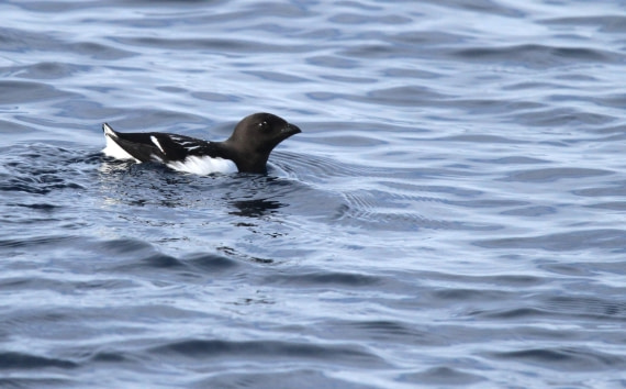 HDS04-25, Day 5, IMG_0645 © Unknown photographer - Oceanwide Expeditions.JPG
