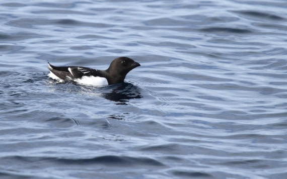 HDS04-25, Day 5, IMG_0646 © Unknown photographer - Oceanwide Expeditions.JPG