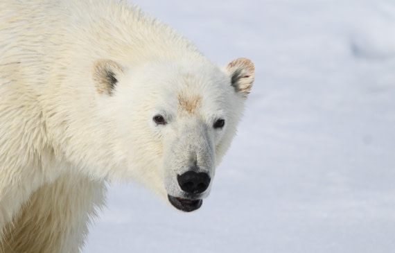 HDS04-25, Day 5, IMG_0744 © Unknown photographer - Oceanwide Expeditions.JPG