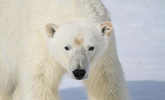 HDS04-25, Day 5, IMG_0749 © Unknown photographer - Oceanwide Expeditions.JPG
