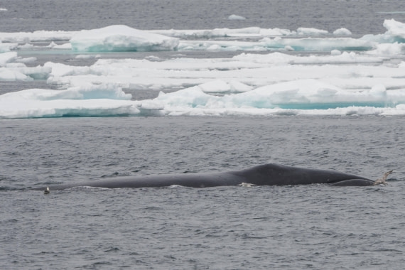 Vlissingen - Longyearbyen (55) © Frank Maes - Oceanwide Expeditions.JPG