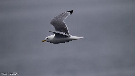 OTL05-25, Day 1, IMG_8928 © Koen Jongerling - Oceanwide Expeditions.jpg