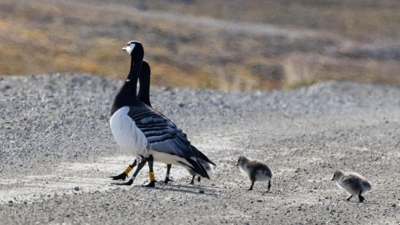 OTL05-25, Day 2, Barnies 2 © Martin Anstee - Oceanwide Expeditions.jpg