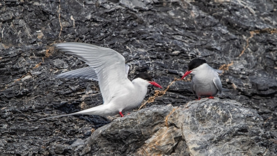 OTL05-25, Day 2, IMG_8961 © Koen Jongerling - Oceanwide Expeditions.jpg