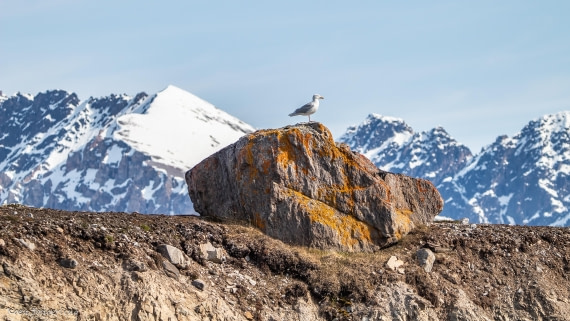 OTL05-25, Day 2, IMG_8973 © Koen Jongerling - Oceanwide Expeditions.jpg