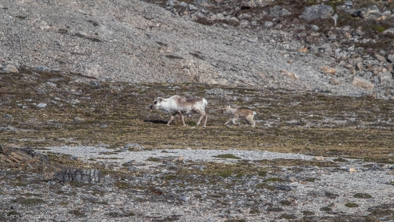 OTL05-25, Day 2, IMG_8977 © Koen Jongerling - Oceanwide Expeditions.jpg