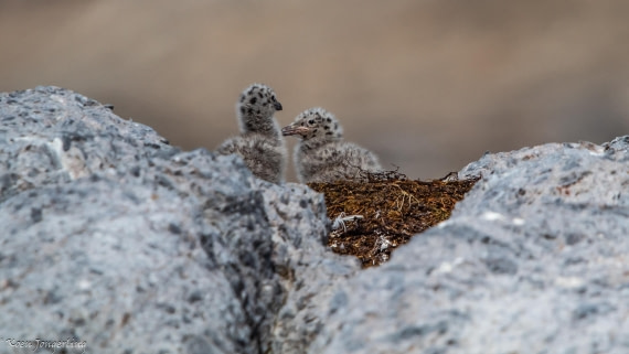 OTL05-25, Day 2, IMG_8991 © Koen Jongerling - Oceanwide Expeditions.jpg