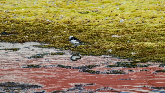 OTL05-25, Day 2, IMG_9007 © Koen Jongerling - Oceanwide Expeditions.jpg