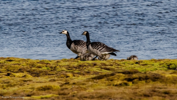 OTL05-25, Day 2, IMG_9010 © Koen Jongerling - Oceanwide Expeditions.jpg