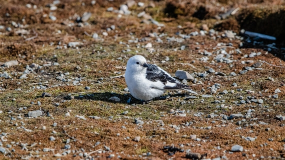 OTL05-25, Day 2, IMG_9019 © Koen Jongerling - Oceanwide Expeditions.jpg