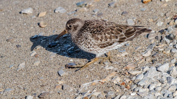 OTL05-25, Day 2, IMG_9029 © Koen Jongerling - Oceanwide Expeditions.jpg