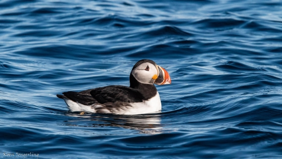 OTL05-25, Day 2, IMG_9051 © Koen Jongerling - Oceanwide Expeditions.jpg