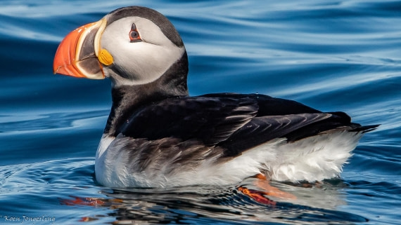 OTL05-25, Day 2, IMG_9094 © Koen Jongerling - Oceanwide Expeditions.jpg