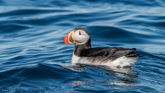 OTL05-25, Day 2, IMG_9092 © Koen Jongerling - Oceanwide Expeditions.jpg