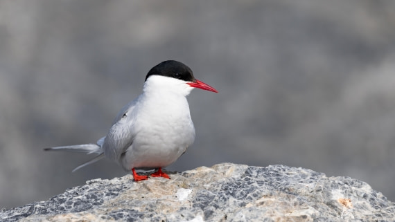 OTL05-25, Day 2, Tern (1) © Martin Anstee - Oceanwide Expeditions.jpg
