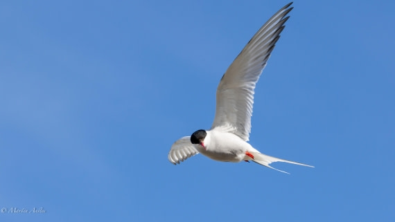 OTL05-25, Day 2, Tern (7) © Martin Anstee - Oceanwide Expeditions.jpg