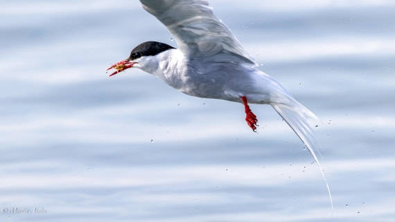 OTL05-25, Day 2, Tern (10) © Martin Anstee - Oceanwide Expeditions.jpg