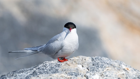 OTL05-25, Day 2, Tern (12) © Martin Anstee - Oceanwide Expeditions.jpg