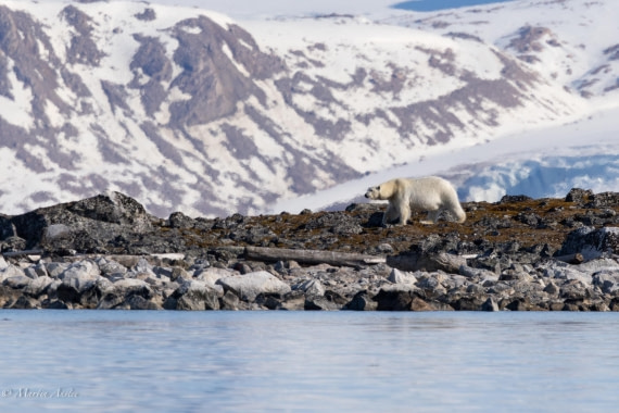 OTL05-25, Day 3, Bear © Martin Anstee - Oceanwide Expeditions.jpg