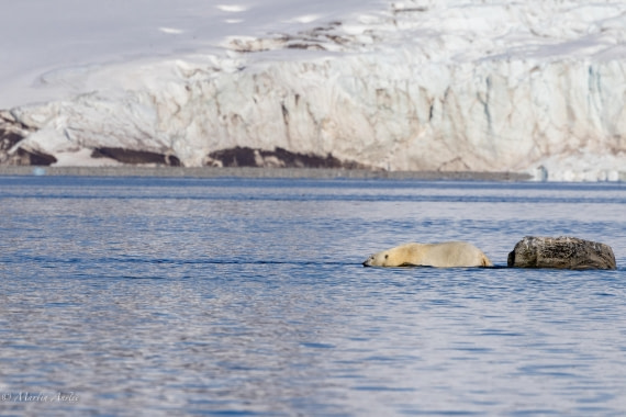 OTL05-25, Day 3, Bear 3 © Martin Anstee - Oceanwide Expeditions.jpg