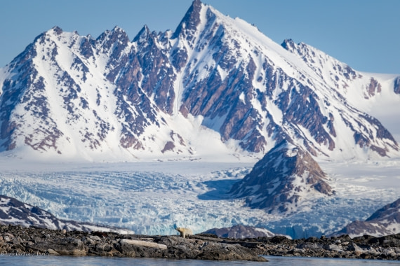 OTL05-25, Day 3, Bear 2 © Martin Anstee - Oceanwide Expeditions.jpg